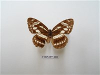 藏品(殘眉線蛺蝶)的圖片